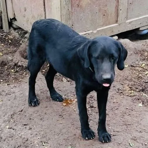 A young small-sized male Black Mixed Breed dog named Christian for adoption in Rogersville, MO