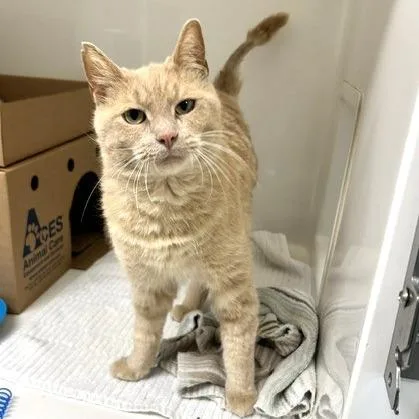 A senior large-sized male Buff / Tan / Fawn Domestic Short Hair cat named Gumbo for adoption in Novelty, OH