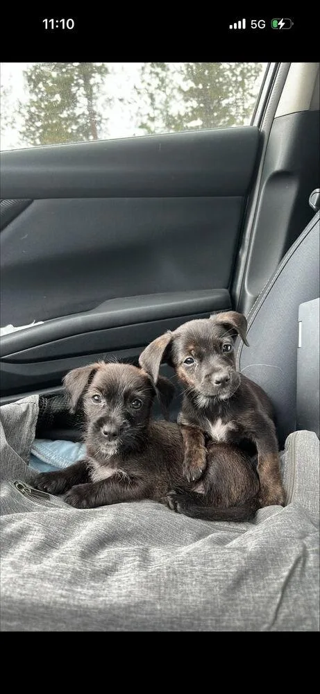 A baby small-sized female Mixed Breed dog named Naomi for adoption in Spokane, WA