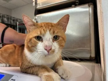 An adult small-sized male Domestic Short Hair cat named Peter for adoption in Savannah, GA