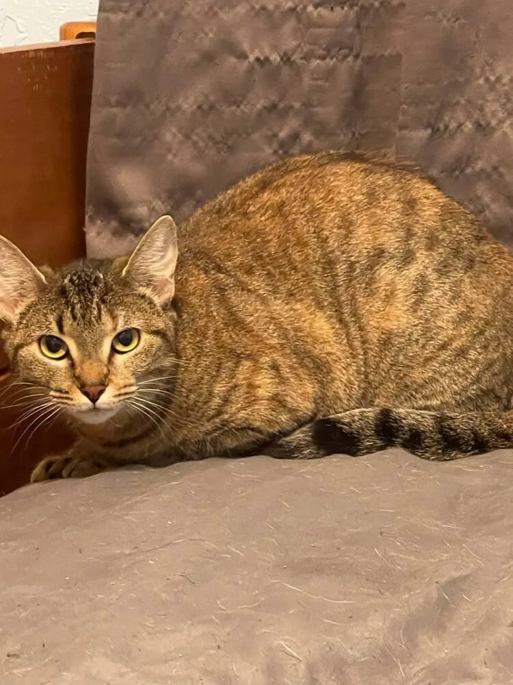 A young medium-sized female Domestic Short Hair cat named Almond for adoption in Lone Oak, TX