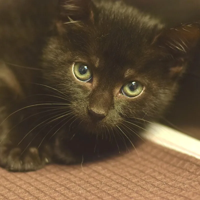 A baby small-sized female Black Domestic Short Hair cat named Misty for adoption in Belleville, IL