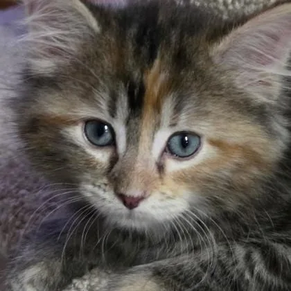 A baby medium-sized female Calico Domestic Short Hair cat named Thalia for adoption in Tinley Park, IL