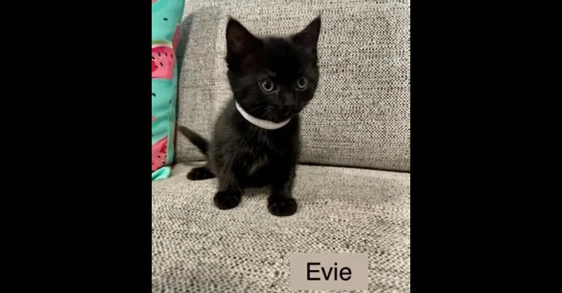 Evie thumbnail 2