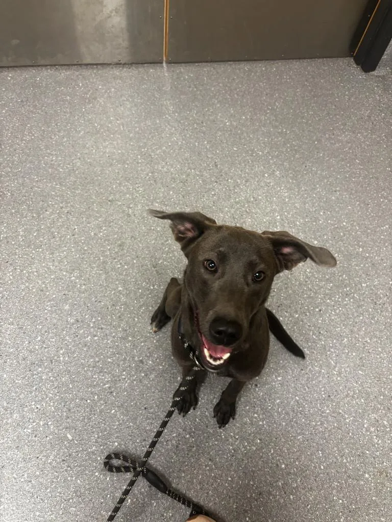 A baby medium-sized female Labrador Retriever dog named Mabel for adoption in Greenfield, IN