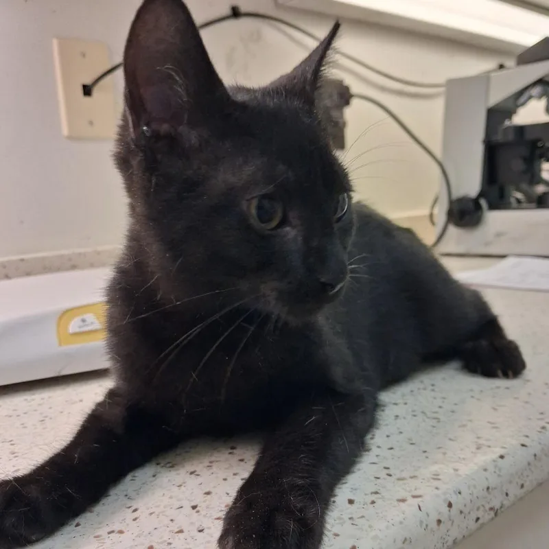 A baby medium-sized male Black Domestic Short Hair cat named Vinzzini for adoption in Auburn, AL