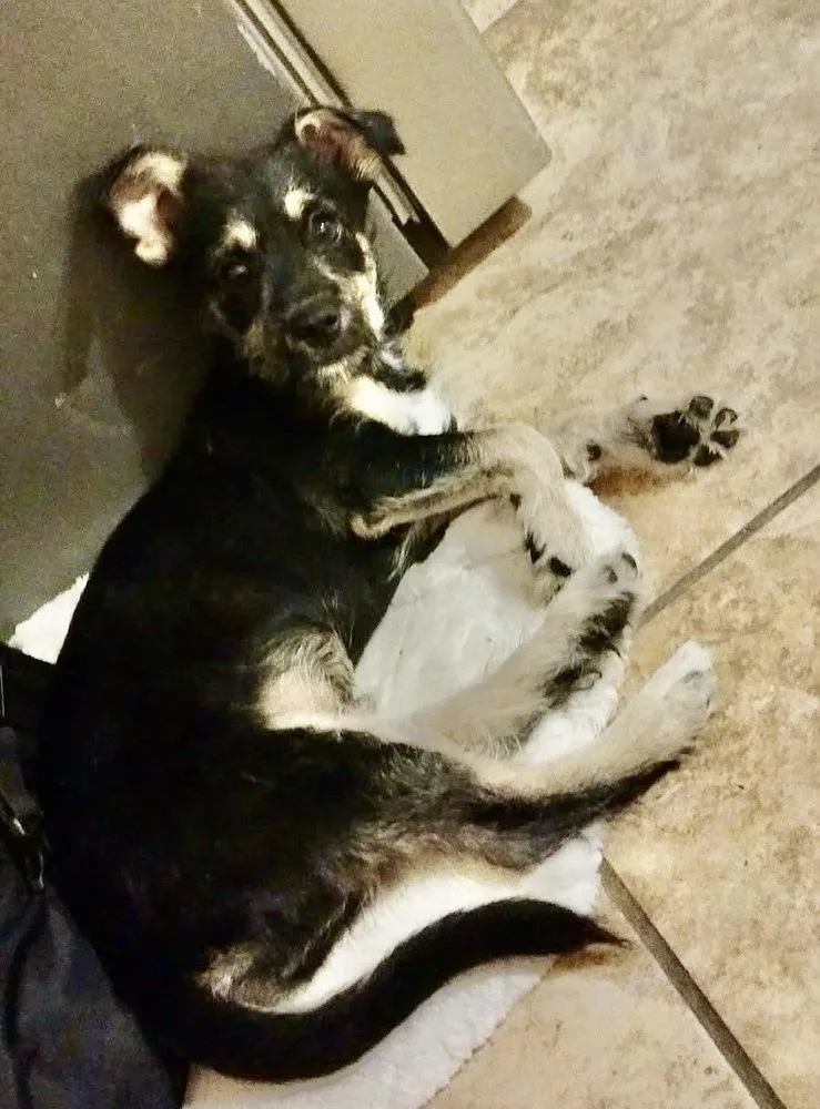 A baby small-sized male Tricolor (Brown, Black, & White) Terrier dog named Mckenzie for adoption in Escondido, CA
