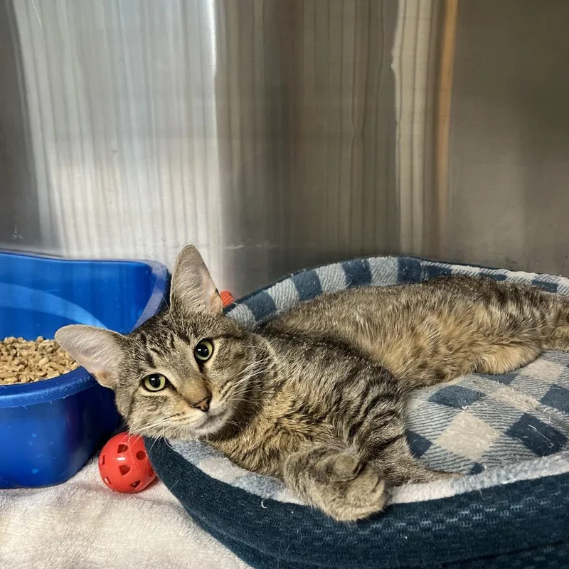 An adult medium-sized male Brown / Chocolate Domestic Short Hair cat named Eli for adoption in Rocky Mount, VA