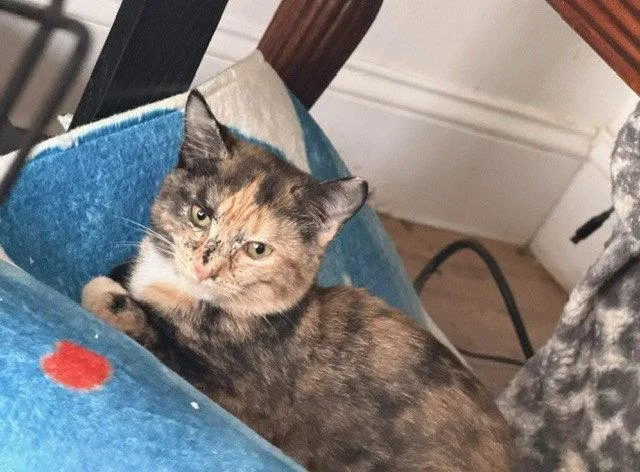 A baby medium-sized female Domestic Short Hair cat named Cinnamon for adoption in Nashville, TN