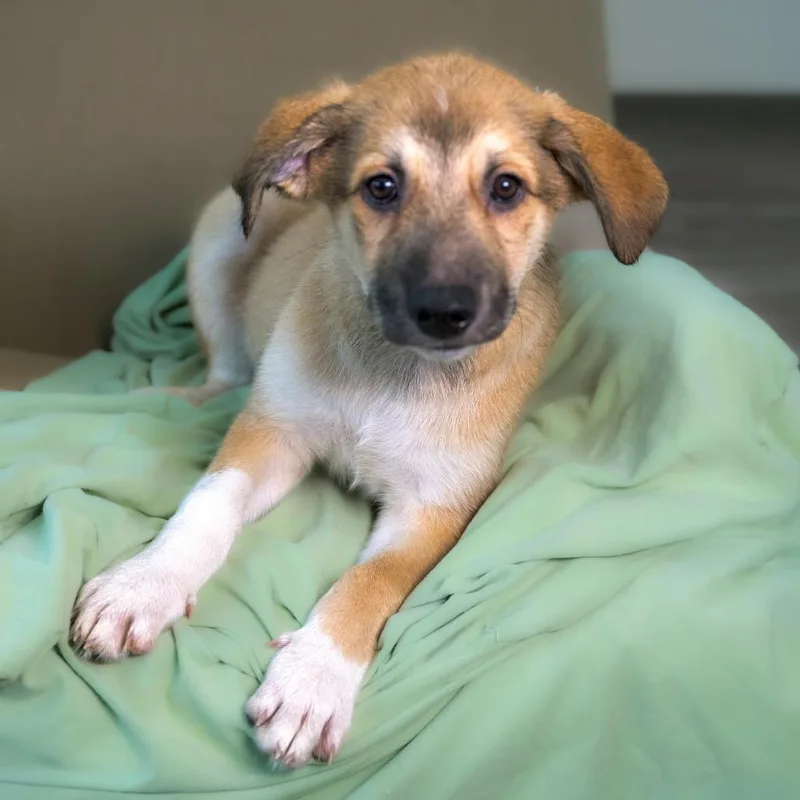 A baby medium-sized male Brown / Chocolate Mixed Breed dog named Prospero for adoption in Chapel Hill, NC