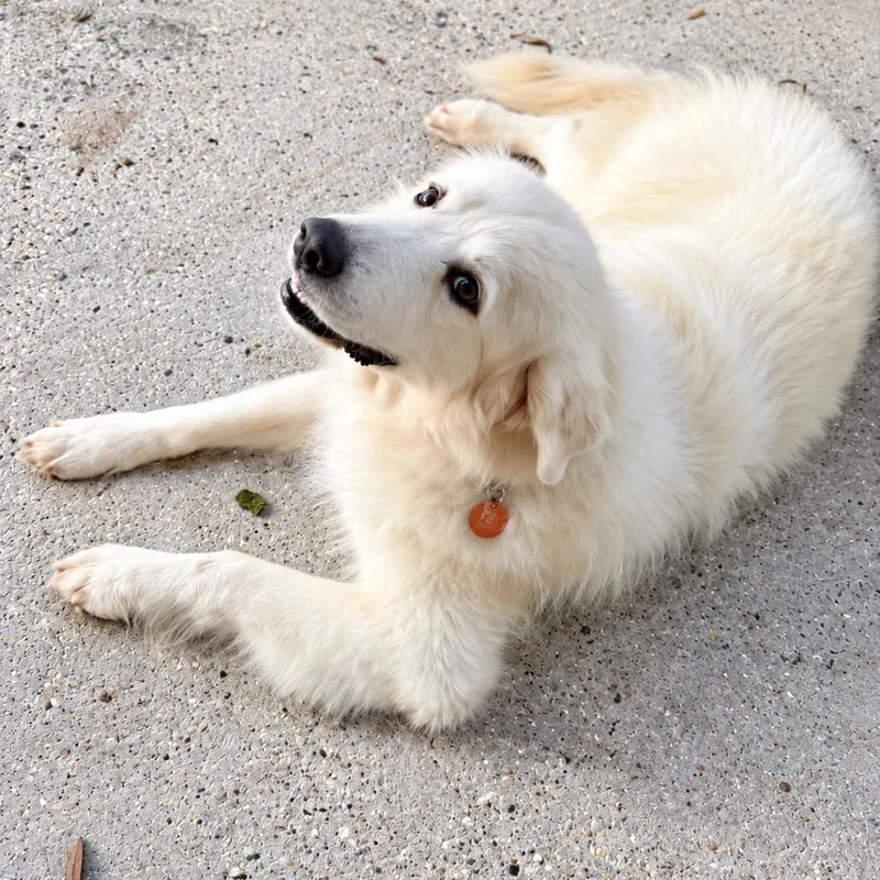 An adult large-sized male White / Cream Great Pyrenees dog named Teddy Lasso for adoption in New Orleans, LA
