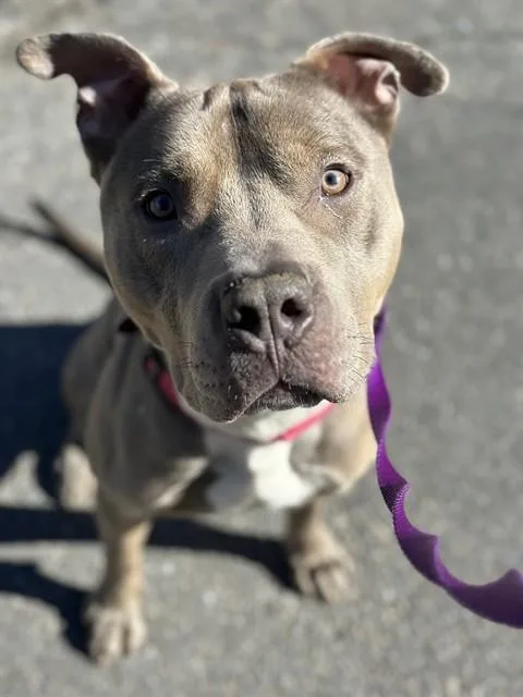 A young medium-sized male American Staffordshire Terrier dog named Luther for adoption in Dedham, MA