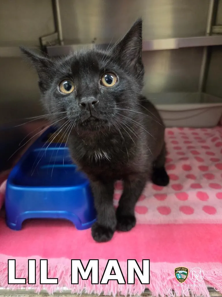 A baby small-sized male Domestic Short Hair cat named Lil Man for adoption in Rocky Mount, NC
