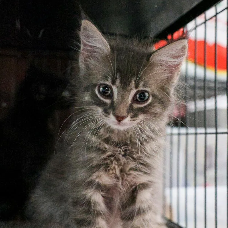 A baby small-sized male Gray / Blue / Silver Domestic Medium Hair cat named Battleship for adoption in Bradenton, FL