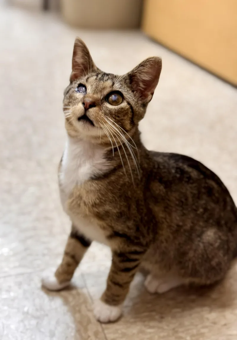 A baby medium-sized male Tabby (Brown / Chocolate) Domestic Short Hair cat named Rhett for adoption in Barrington Hills, IL