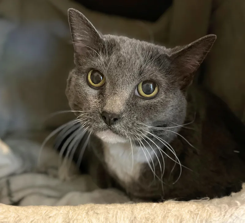 A senior large-sized female Domestic Short Hair cat named Junebug for adoption in Seville, OH