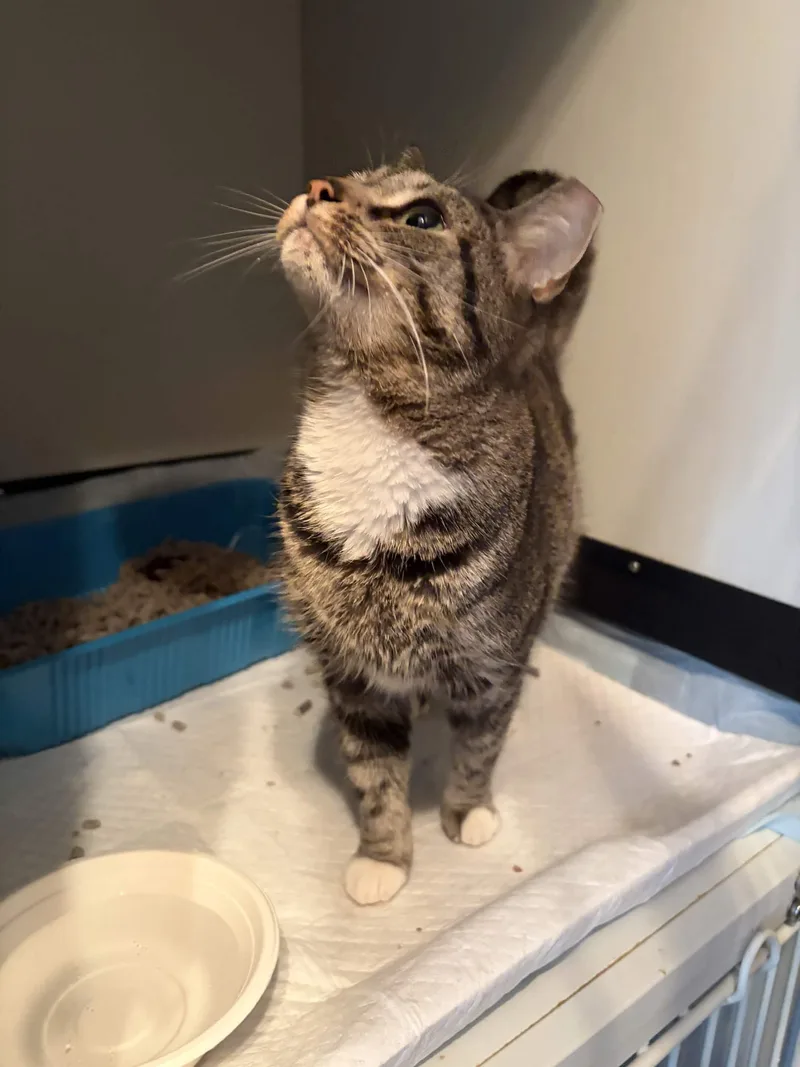 A young medium-sized female Tabby (Brown / Chocolate) Domestic Short Hair cat named Bubbles for adoption in Cleveland Heights, OH