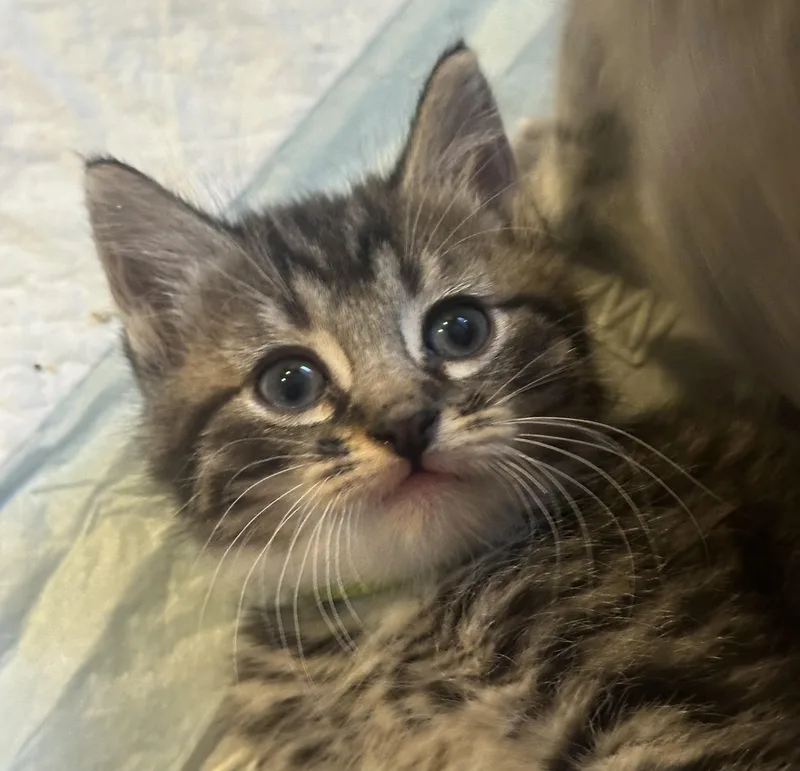 A baby medium-sized male Tabby (Brown / Chocolate) Domestic Short Hair cat named Sanji for adoption in Fruit Heights, UT