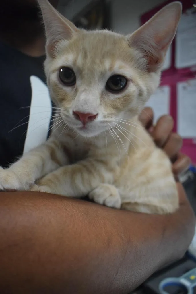 A baby small-sized male Domestic Short Hair cat named Hudson for adoption in Pahrump, NV
