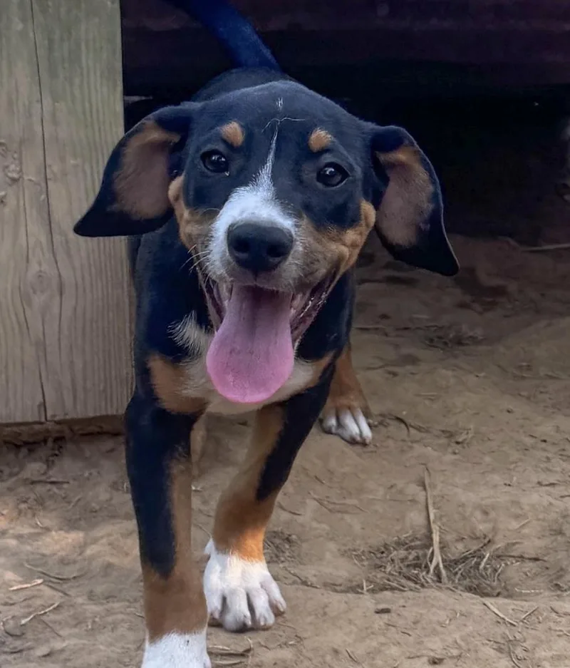 Jake hound litter