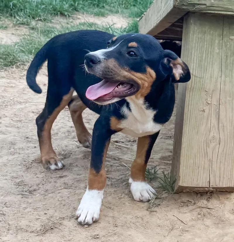 Jake  hound litter thumbnail 3