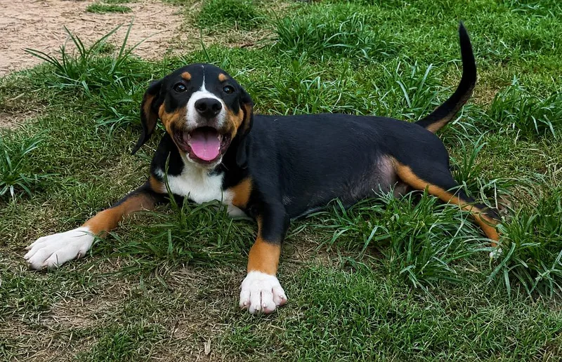 Jake  hound litter thumbnail 4