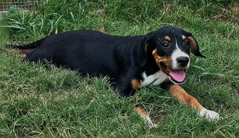 Jake  hound litter thumbnail 5