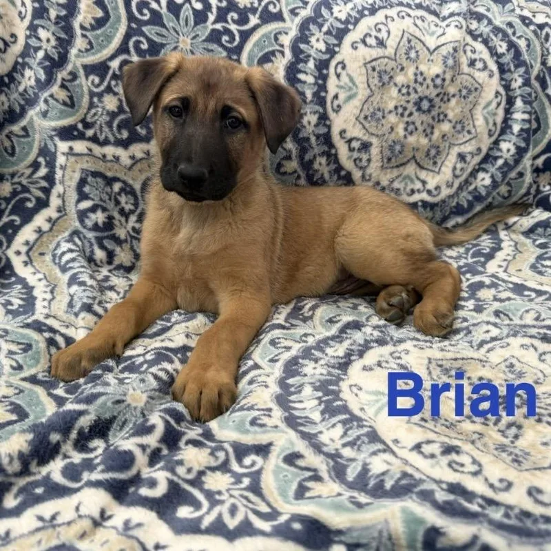 Mountain Strong Brian