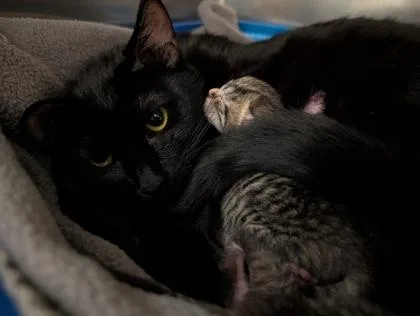 A young small-sized female Domestic Short Hair cat named Princess for adoption in Westland, MI