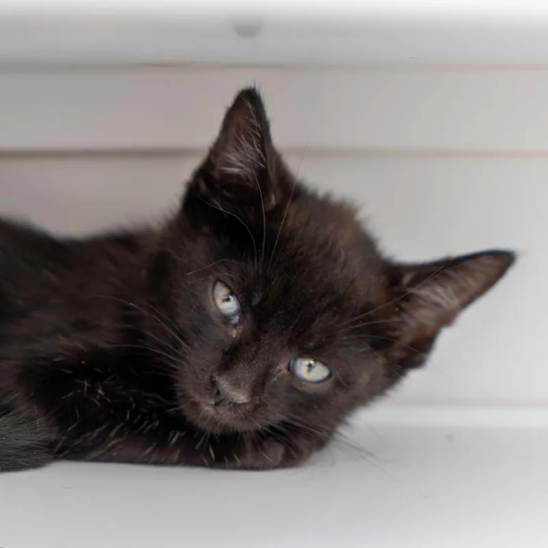 A baby small-sized male Black Domestic Short Hair cat named Lars for adoption in New York, NY