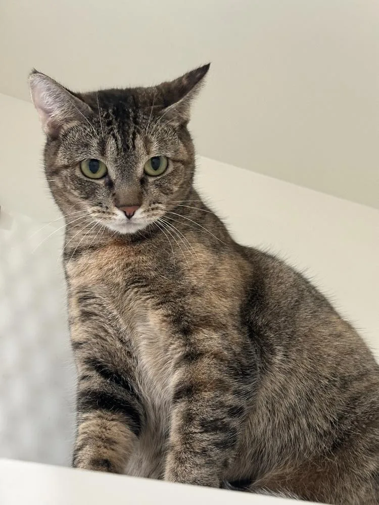 Mercedes thumbnail 2