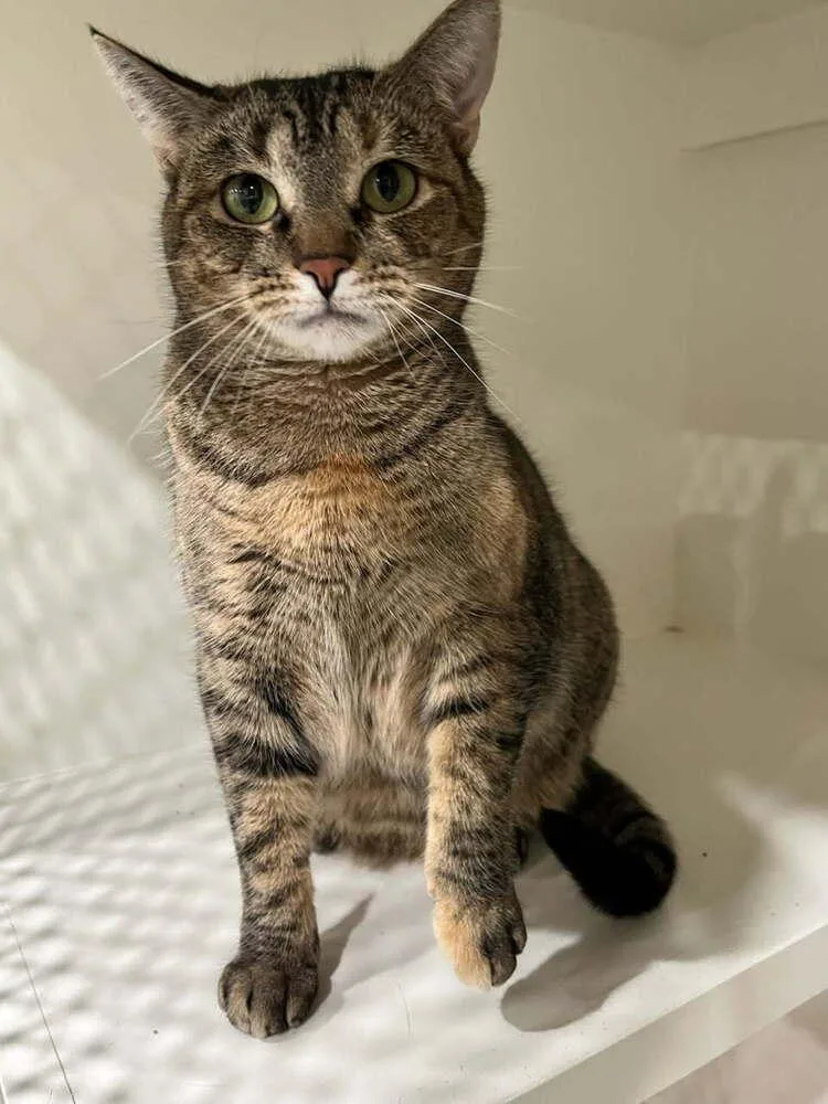 Mercedes thumbnail 5