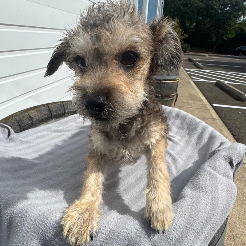 A baby small-sized male Terrier dog named Tater for adoption in Newberg, OR