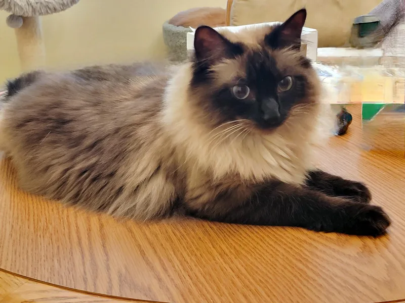 A young medium-sized female Chocolate Point Ragdoll cat named Songsuda & Willow for adoption in Lake Monroe, FL