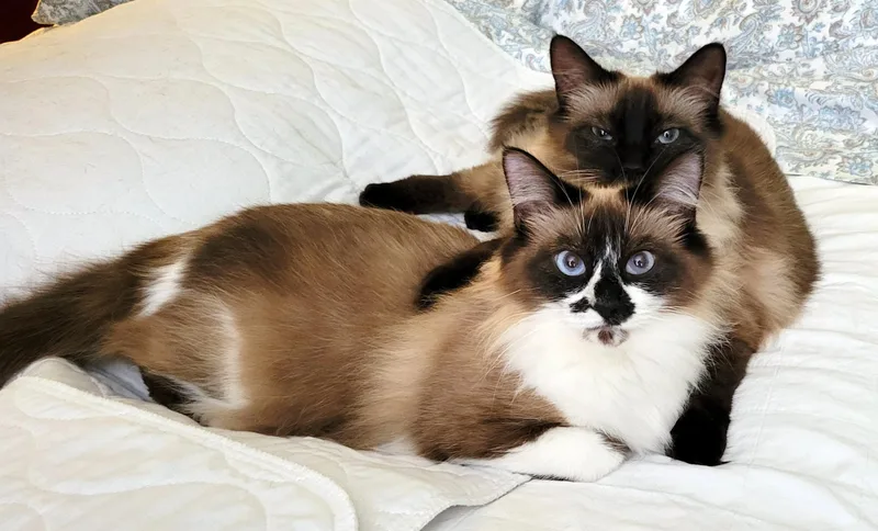 Songsuda & Willow thumbnail 2
