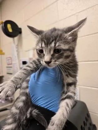 A baby small-sized female Domestic Short Hair cat named Shrimp Linguini for adoption in Westland, MI