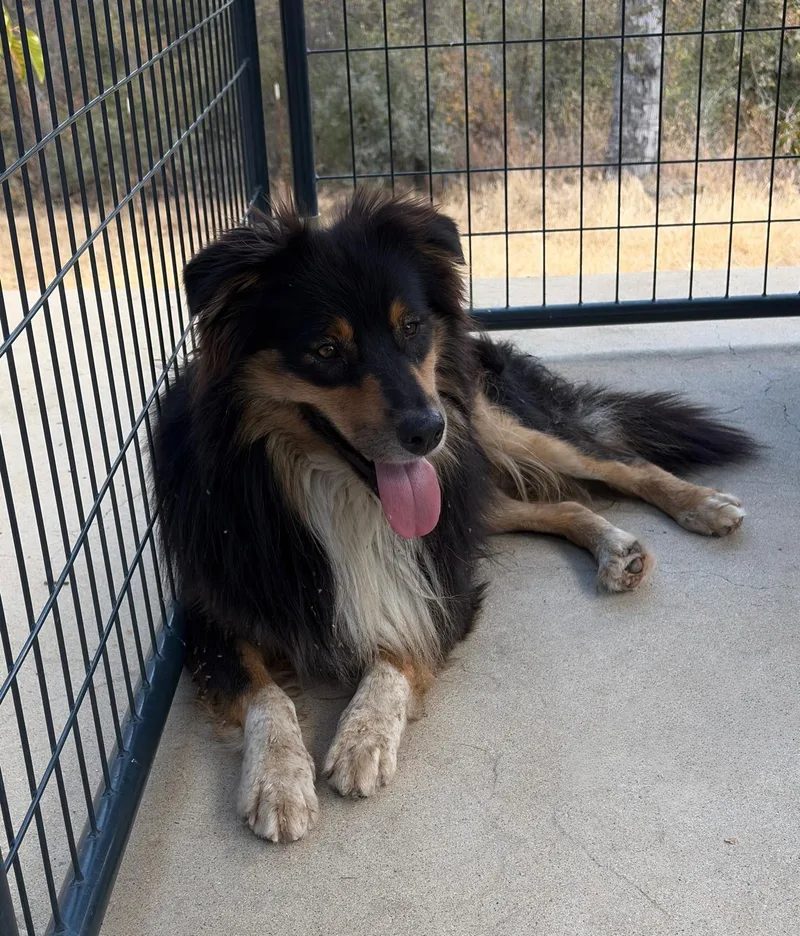 A young medium-sized male Australian Shepherd dog named Leo for adoption in Coarsegold, CA