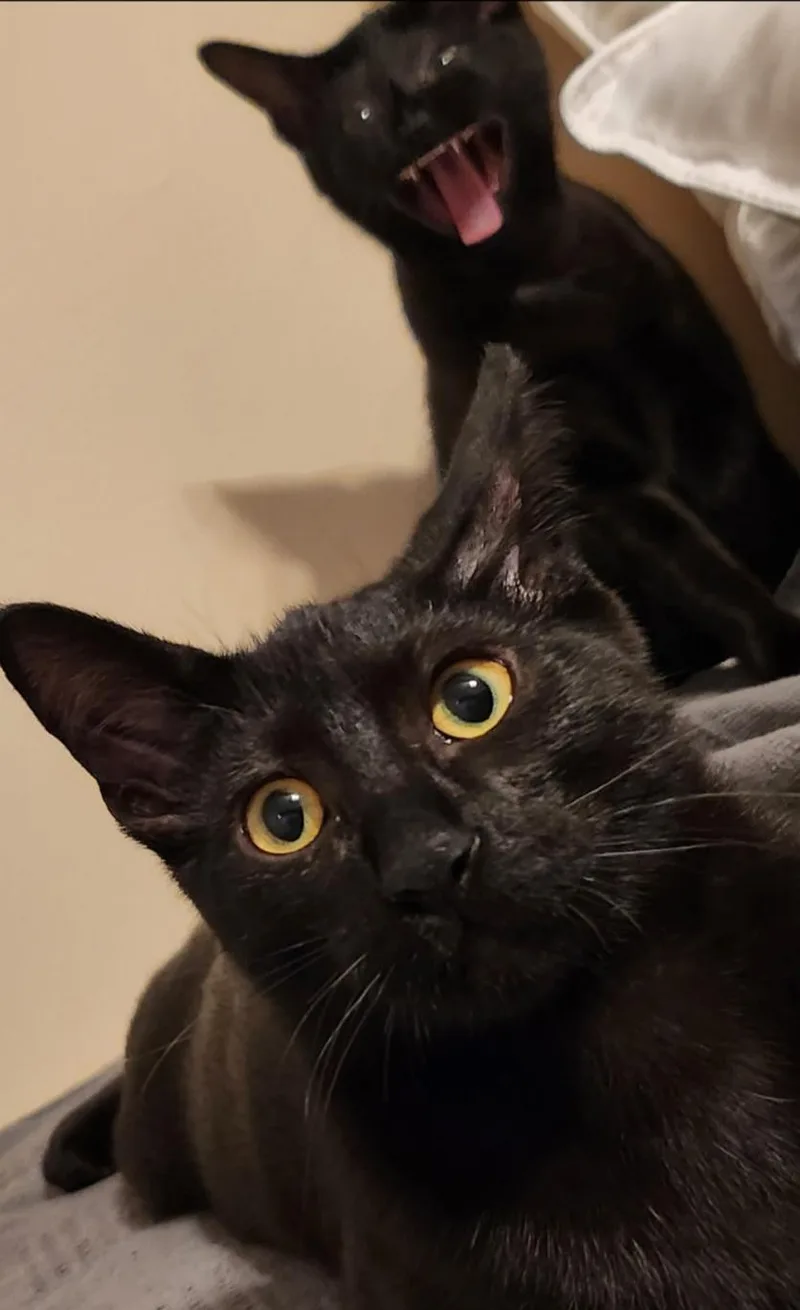 A young medium-sized male Black Domestic Short Hair cat named Binx for adoption in Antioch, IL