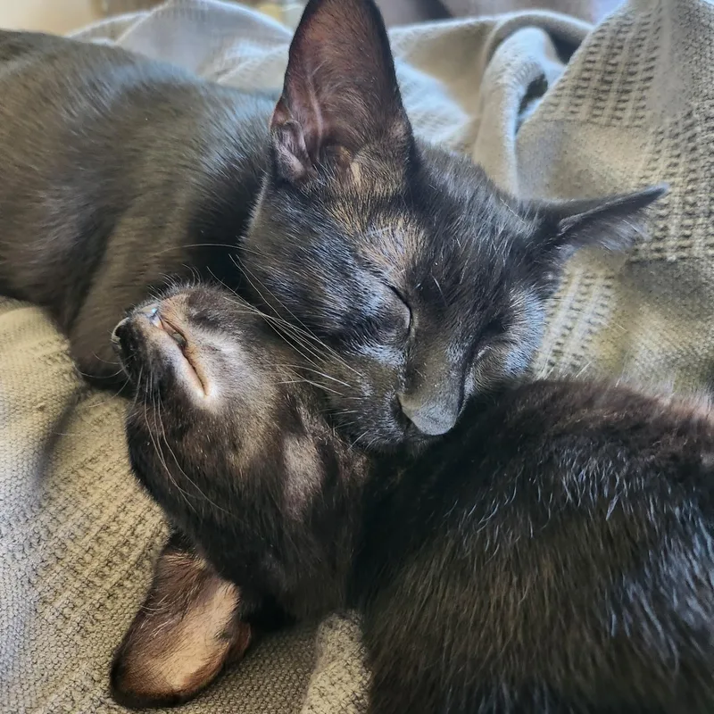 Binx thumbnail 2