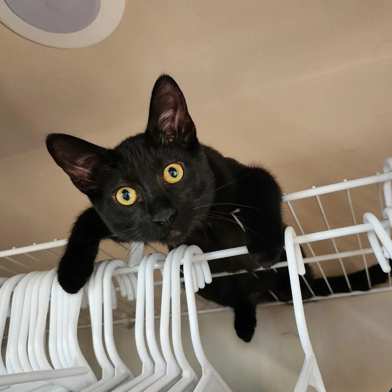 Binx thumbnail 3