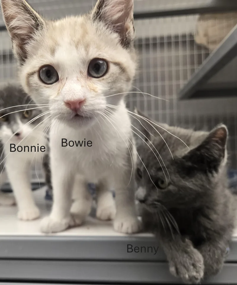Benny And Bowie thumbnail 2