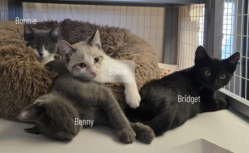 Benny And Bowie thumbnail 3