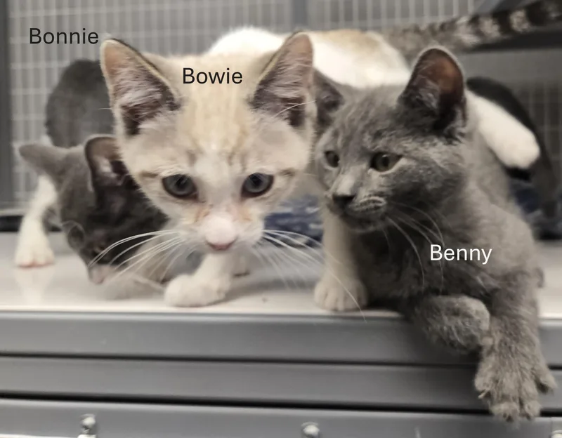 Benny And Bowie thumbnail 4