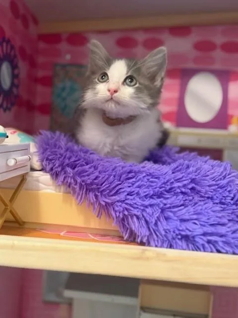 Meeko
