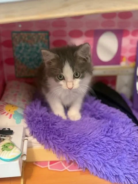 Meeko thumbnail 2