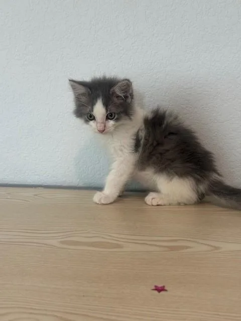 Meeko thumbnail 3