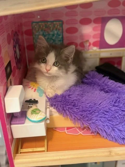 Meeko thumbnail 4