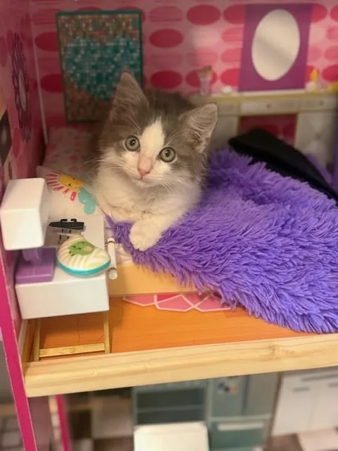 Meeko thumbnail 5