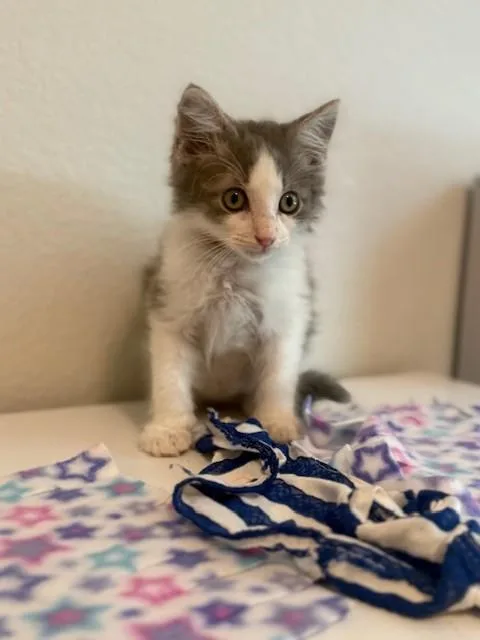 Meeko thumbnail 6