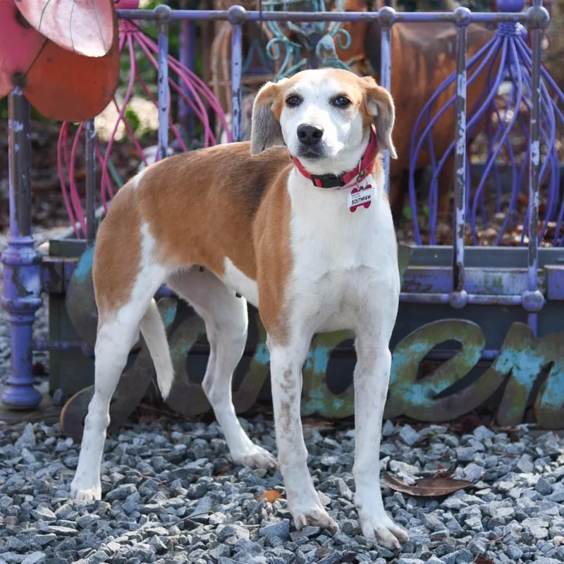 Southpaw thumbnail 3